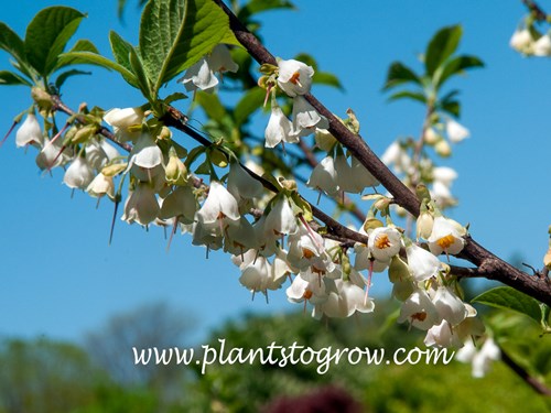 Carolina Silverbell (Halesia tetraptera) 
(May 3)